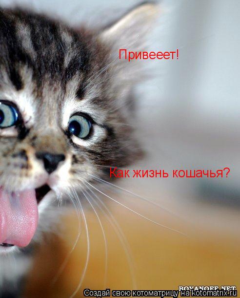 Привееет! Как жизнь кошачья?... Котоматрица: Привееет! Как жизнь кошачья?
