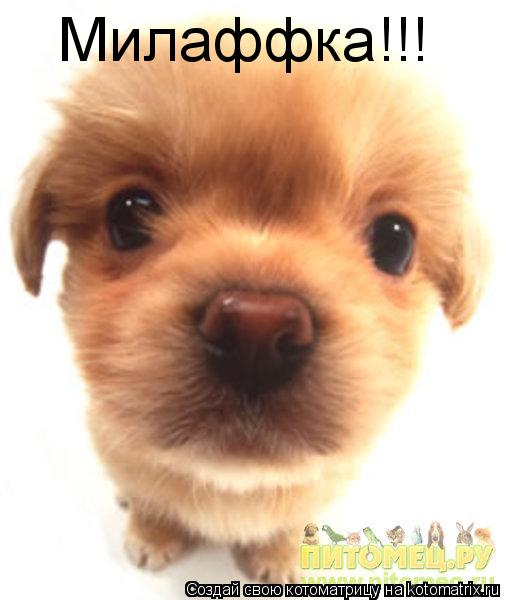 Милаффка!!!... Котоматрица: Милаффка!!!