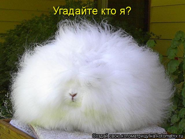Котоматрица: Угадайте кто я?