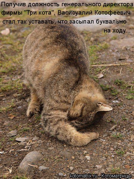 Получив должность генерального директора фирмы "Три кота", Васисуалий Котофеевич стал так уставать, ч... Котоматрица: Получив должность генерального директора фирмы "Три кота", Васисуалий Котофеевич стал так уставать, что засыпал буквально на ходу...