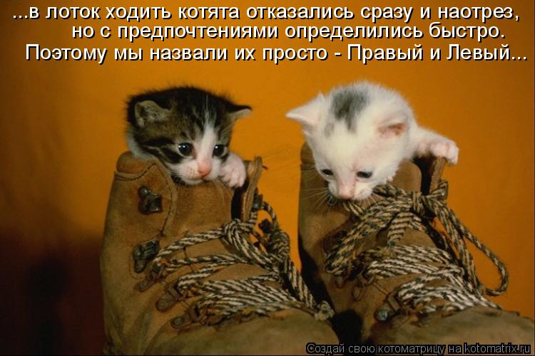 ...в лоток ходить котята отказались сразу и наотрез, но с предпочтениями определились быстро. Поэтому... Котоматрица: ...в лоток ходить котята отказались сразу и наотрез, но с предпочтениями определились быстро. Поэтому мы назвали их просто - Правый и Левый...