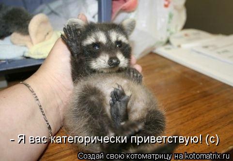 Котоматрица: - Я вас категорически приветствую! (с)