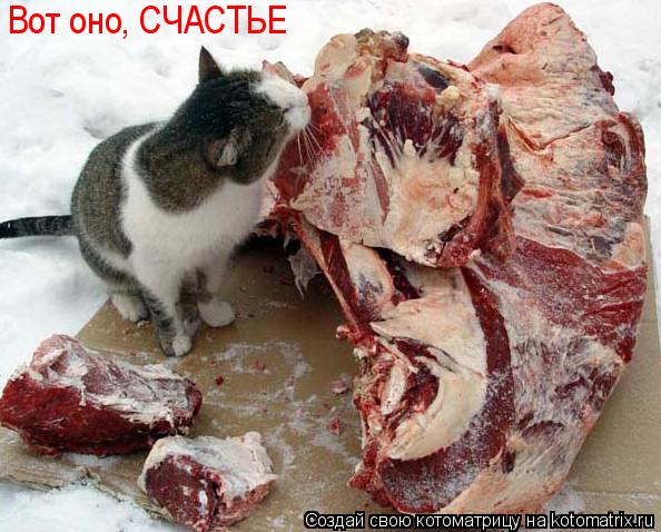 Котоматрица: Вот оно, СЧАСТЬЕ