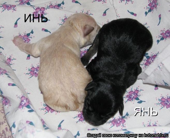 ИНЬ ЯНЬ... Котоматрица: ИНЬ ЯНЬ