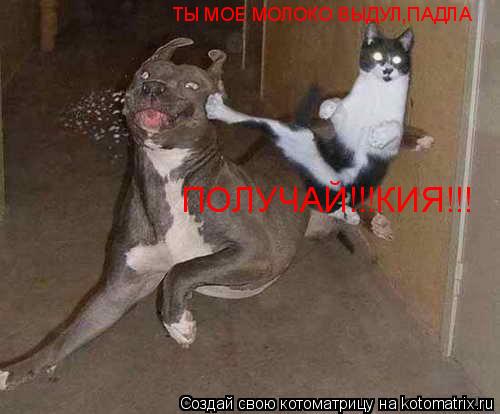 Котоматрица: ТЫ МОЕ МОЛОКО ВЫДУЛ,ПАДЛА ПОЛУЧАЙ!!!КИЯ!!!