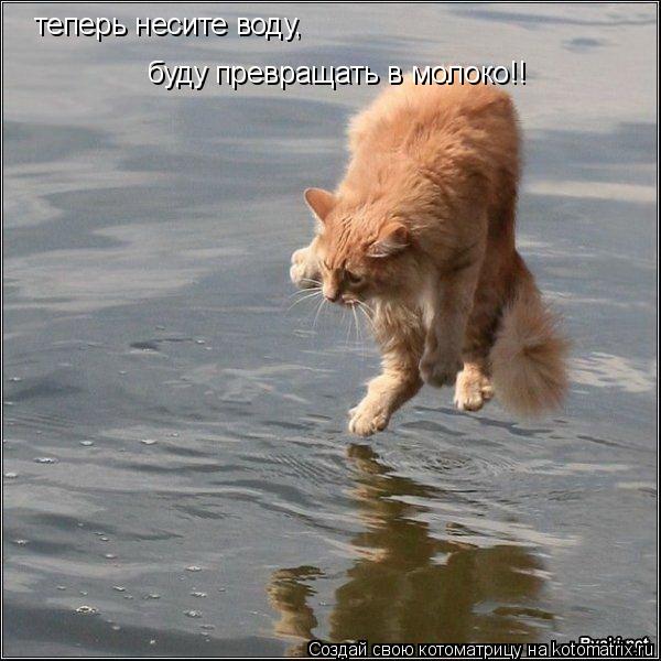 теперь несите воду, буду превращать в молоко!!... Котоматрица: теперь несите воду, буду превращать в молоко!!