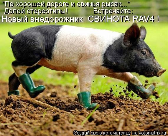 Котоматрица: "По хорошей дороге и свинья рысак..." Долой стереотипы!             Встречайте: Новый внедорожник  СВИНОТА RAV4 !