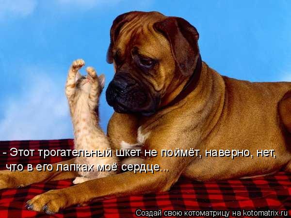 Котоматрица: - Этот трогательный шкет не поймёт, наверно, нет, что в его лапках моё сердце...