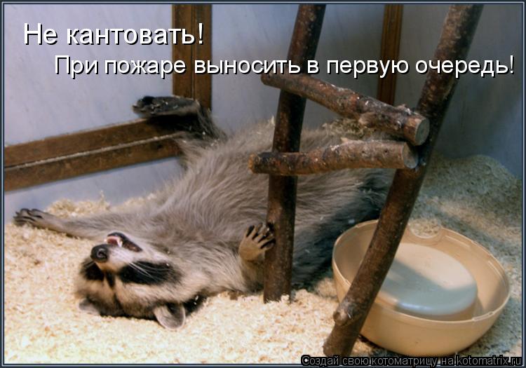 Не кантовать! При пожаре выносить в первую очередь!... Котоматрица: Не кантовать! При пожаре выносить в первую очередь!