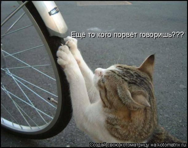 Котоматрица: Ещё то кого порвёт говоришь???