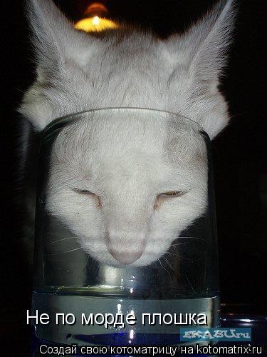 Котоматрица: Не по морде плошка