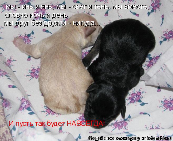 Котоматрица: мы - инь и янь, мы - свет и тень, мы вместе,  словно ночь и день мы друг без дружки - никуда...  И пусть так будет НАВСЕГДА!