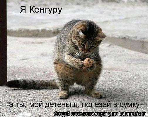 Котоматрица: Я Кенгуру а ты, мой детеныш, полезай в сумку