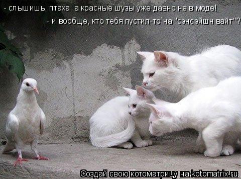 Котоматрица: - слышишь, птаха, а красные шузы уже давно не в моде! - и вообще, кто тебя пустил-то на "сэнсэйшн вайт"?..