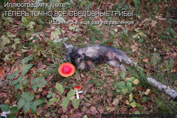 Иллюстрация к книге: ТЕПЕРЬ ТОЧНО ВСЕ СЪЕДОБНЫЕ ГРИБЫ Издание 3-е, еще раз исправленное... Котоматрица: Иллюстрация к книге: ТЕПЕРЬ ТОЧНО ВСЕ СЪЕДОБНЫЕ ГРИБЫ Издание 3-е, еще раз исправленное