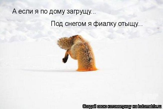 А если я по дому загрущу... Под снегом я фиалку отыщу...... Котоматрица: А если я по дому загрущу... Под снегом я фиалку отыщу...