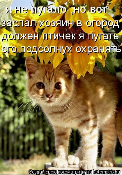 Котоматрица: я не пугало ,но вот заслал хозяин в огород должен птичек я пугать его подсолнух охранять...