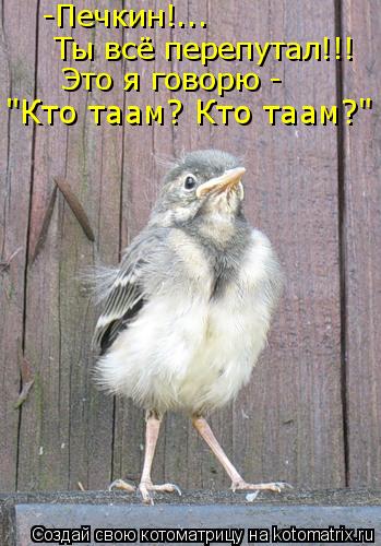 -Печкин!... Ты всё перепутал!!! Это я говорю - "Кто таам? Кто таам?"... Котоматрица: -Печкин!... Ты всё перепутал!!! Это я говорю - "Кто таам? Кто таам?"