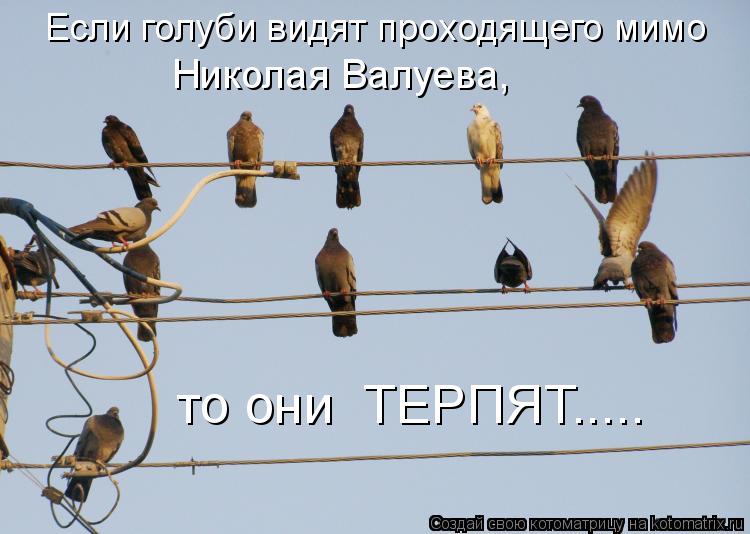 Котоматрица: Если голуби видят проходящего мимо Николая Валуева, то они  ТЕРПЯТ.....