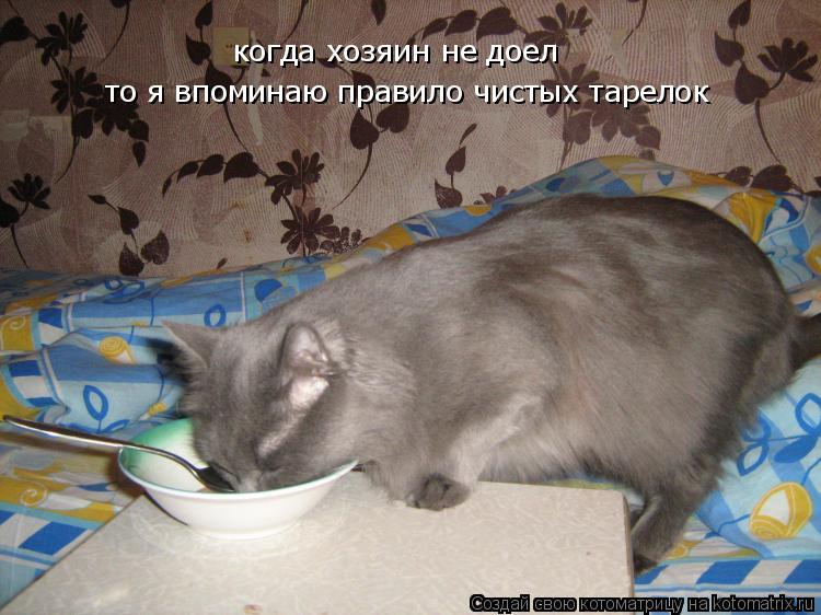 когда хозяин не доел то я впоминаю правило чистых тарелок... Котоматрица: когда хозяин не доел то я впоминаю правило чистых тарелок