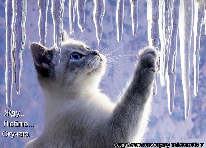 Котоматрица: Жду... Люблю... Скучаю...