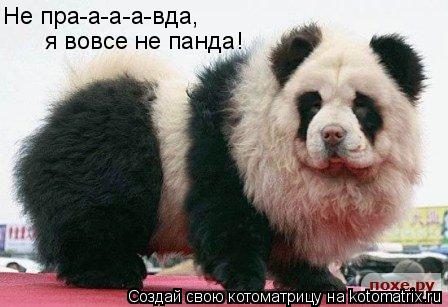 Котоматрица: Не пра-а-а-а-вда, я вовсе не панда!