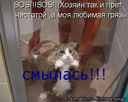 чистотой ,а моя любимая грязь смылась! SOS!!!SOS!!!Хозяин так и прет смылась!!!... Котоматрица: чистотой ,а моя любимая грязь смылась! SOS!!!SOS!!!Хозяин так и прет смылась!!!