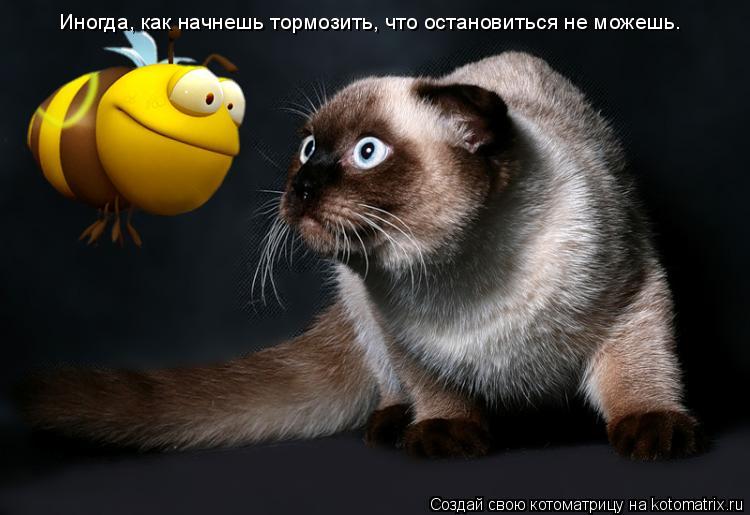 Иногда, как начнешь тормозить, что остановиться не можешь.... Котоматрица: Иногда, как начнешь тормозить, что остановиться не можешь.