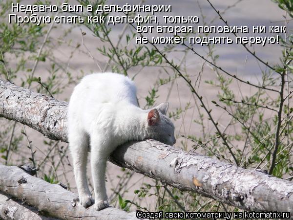 Котоматрица: Недавно был в дельфинарии Пробую спать как дельфин, только  вот вторая половина ни как  не может поднять первую!