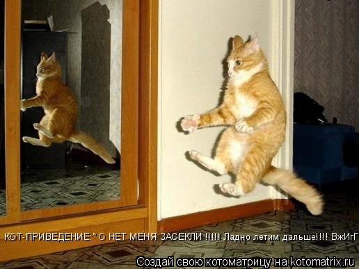 Котоматрица: КОТ-ПРИВЕДЕНИЕ:" О НЕТ МЕНЯ ЗАСЕКЛИ !!!!! Ладно летим дальше!!!! ВжИгГгГг