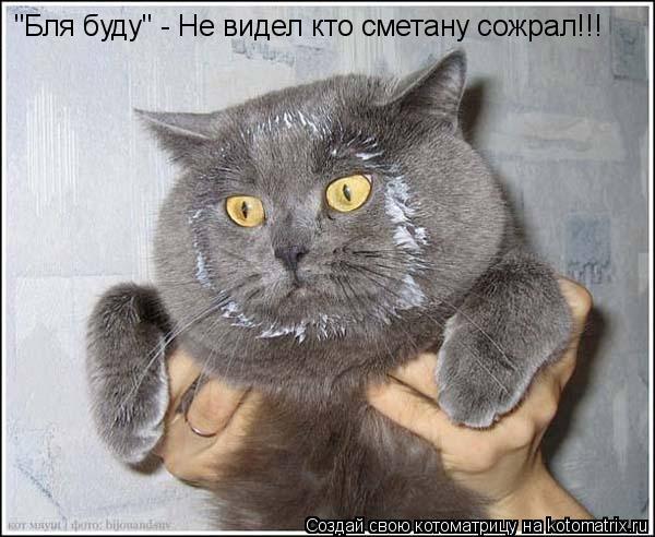 Котоматрица: "Бля буду" - Не видел кто сметану сожрал!!!