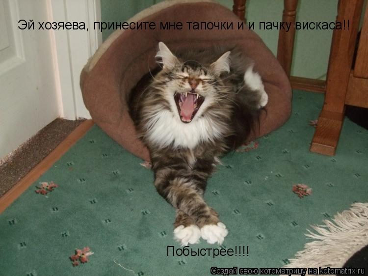 Эй хозяева, принесите мне тапочки и и пачку вискаса!! Побыстрее!!!!... Котоматрица: Эй хозяева, принесите мне тапочки и и пачку вискаса!! Побыстрее!!!!