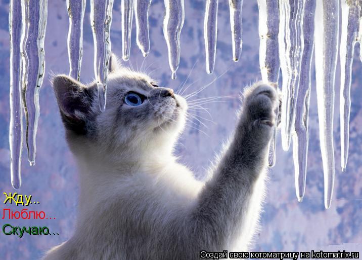 Котоматрица: Жду... Люблю... Скучаю...