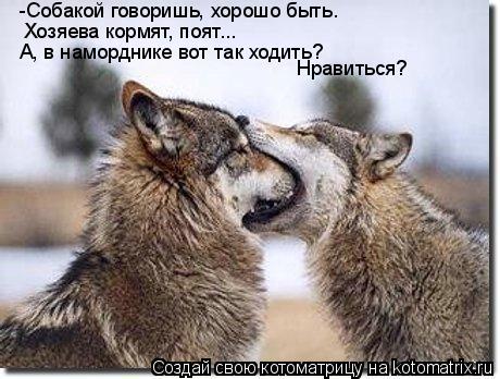 -Собакой говоришь, хорошо быть. Хозяева кормят, поят... А, в наморднике вот так ходить? Нравиться?... Котоматрица: -Собакой говоришь, хорошо быть. Хозяева кормят, поят... А, в наморднике вот так ходить? Нравиться?