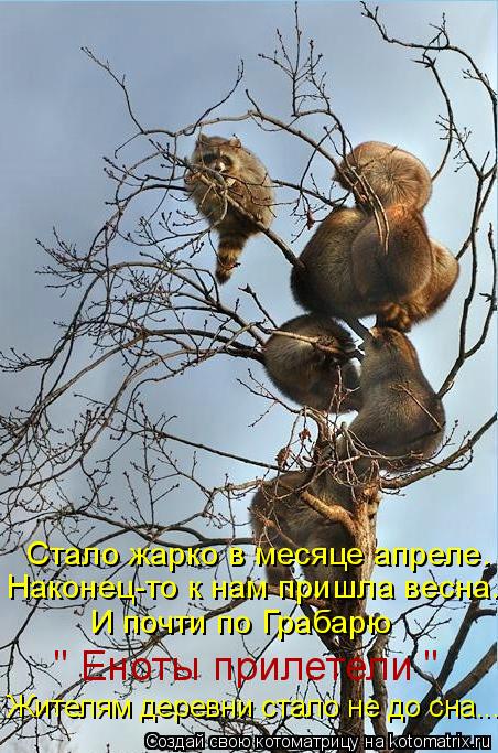 Стало жарко в месяце апреле. Наконец-то к нам пришла весна. И почти по Грабарю " Еноты прилетели " Жи... Котоматрица: Стало жарко в месяце апреле. Наконец-то к нам пришла весна. И почти по Грабарю " Еноты прилетели " Жителям деревни стало не до сна...