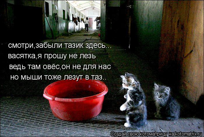 ведь там овёс,он не для нас смотри,забыли тазик здесь... васятка,я прошу не лезь но мыши тоже лезут в... Котоматрица: ведь там овёс,он не для нас смотри,забыли тазик здесь... васятка,я прошу не лезь но мыши тоже лезут в таз..