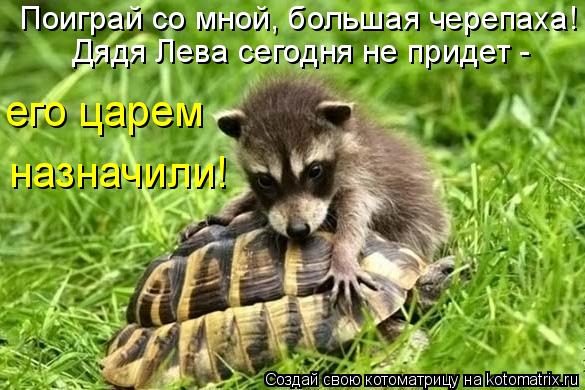 Котоматрица: Поиграй со мной, большая черепаха! его царем назначили! Дядя Лева сегодня не придет -