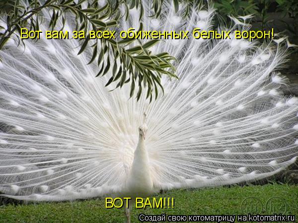 Котоматрица: Вот вам за всех обиженных белых ворон! ВОТ ВАМ!!!
