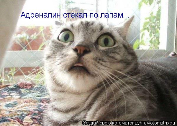 Адреналин стекал по лапам...... Котоматрица: Адреналин стекал по лапам...