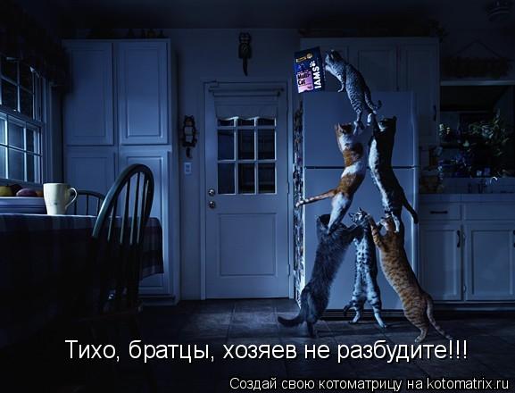 Котоматрица: Тихо, братцы, хозяев не разбудите!!!