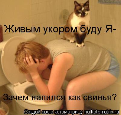 Котоматрица: Живым укором буду Я- Зачем напился как свинья?