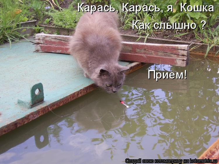 Карась, Карась, я Кошка ! Как слышно ? Прием!... Котоматрица: Карась, Карась, я Кошка ! Как слышно ? Прием!