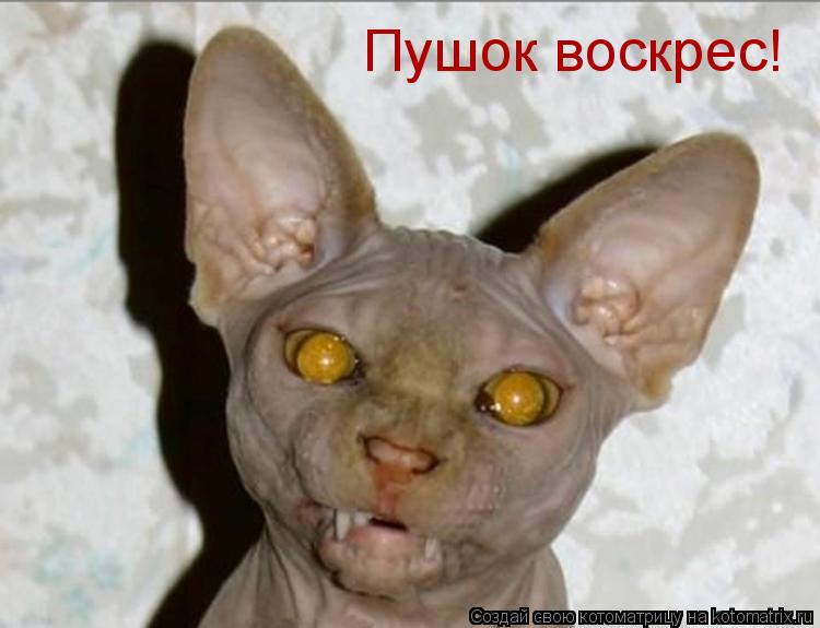 Котоматрица: Пушок воскрес!