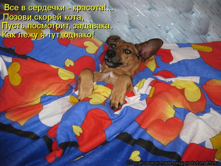 Котоматрица: Все в сердечки - красота!... Позови скорей кота, Пусть посмотрит, задавака, Пусть посмотрит, задавака, Как лежу я тут, однако!