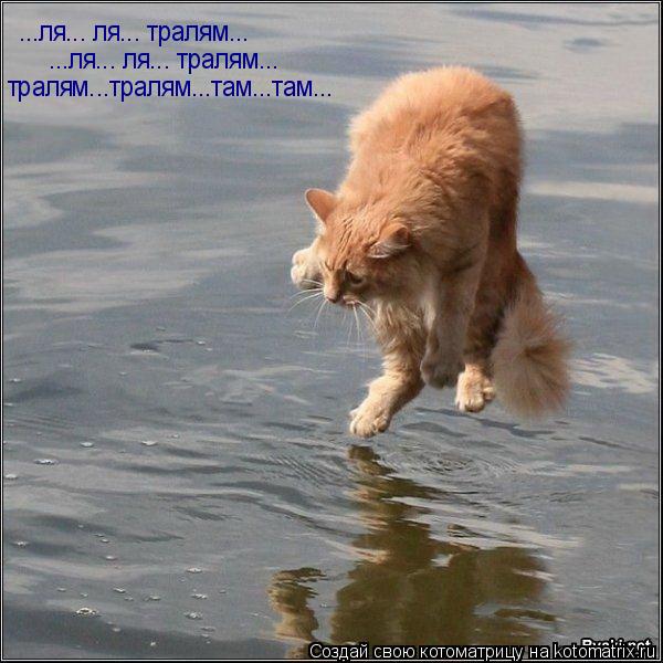 Котоматрица: ...ля... ля... тралям... ...ля... ля... тралям... тралям...тралям...там...там...