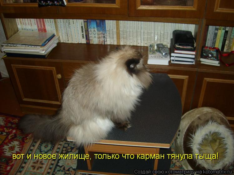 Котоматрица: вот и новое жилище, только что карман тянула тыща!