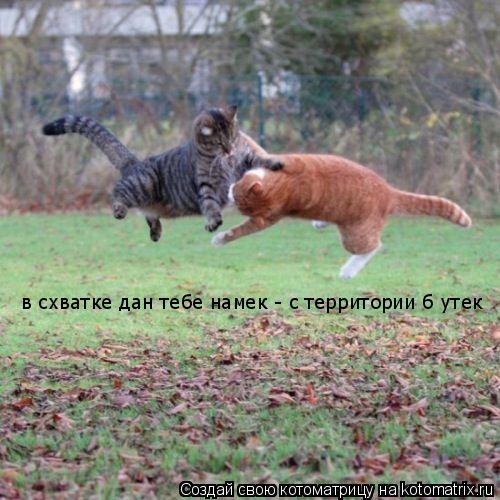 Котоматрица: в схватке дан тебе намек - с территории б утек