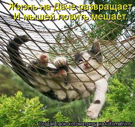 Жизнь на Даче развращает И мышей ловить мешает..... Котоматрица: Жизнь на Даче развращает И мышей ловить мешает..