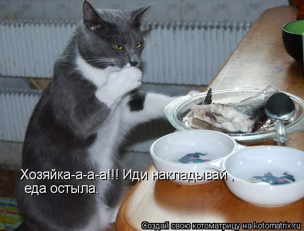 Котоматрица: Хозяйка-а-а-а!!! Иди накладывай ,  еда остыла.