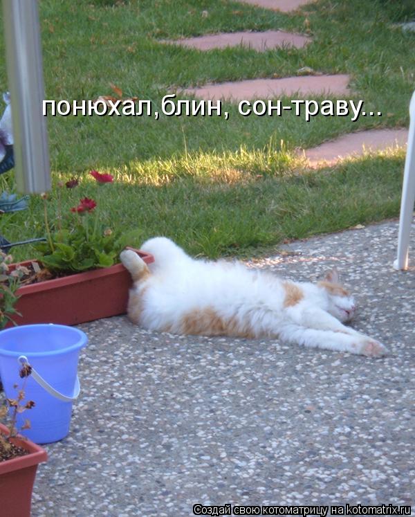 понюхал,блин, сон-траву...... Котоматрица: понюхал,блин, сон-траву...